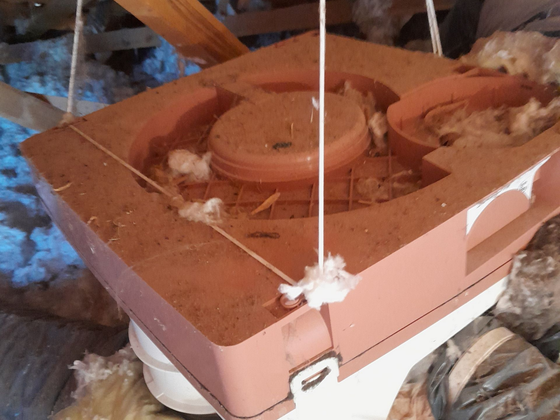 Grenier poussiéreux avec un ventilateur de plafond rose suspendu aux chevrons et de l'isolant tout autour.