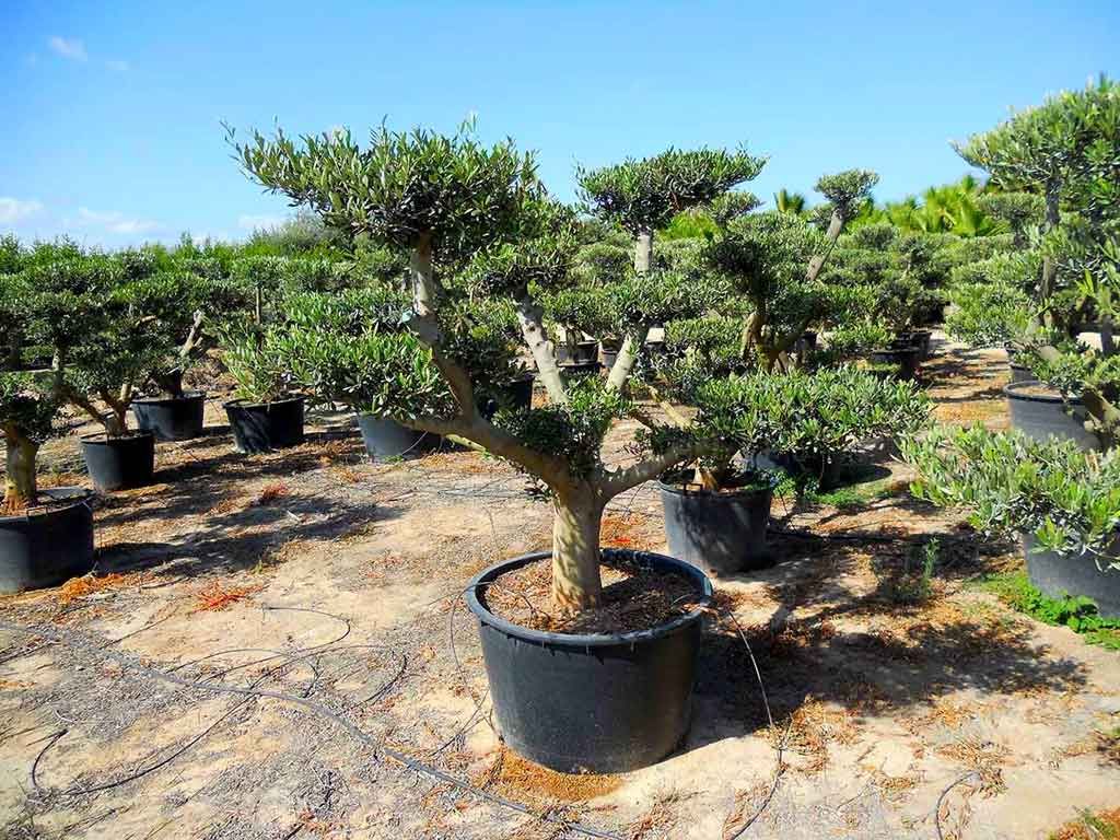 Arbuste à la coupe façon bonsaï