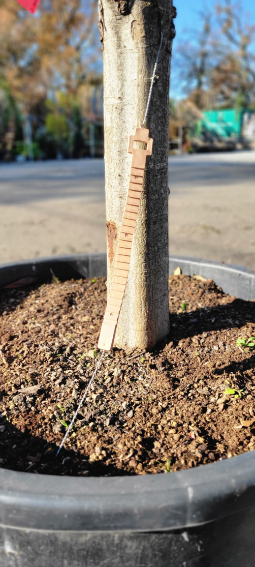 Attache d'arbre de tuteurage en caoutchouc