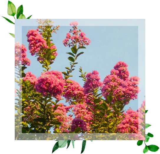 Joli bosquet fleuri aux couleurs rosées