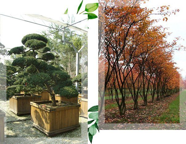 Plantes et arbres d'exception