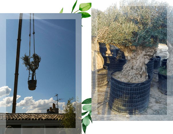 Deux photos représentant la livraison d'arbres en pot avec camion-grue