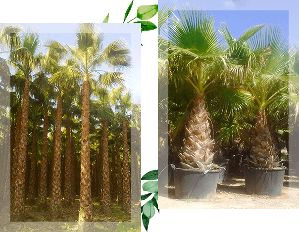 Deux photos représentant des palmiers exotiques au soleil