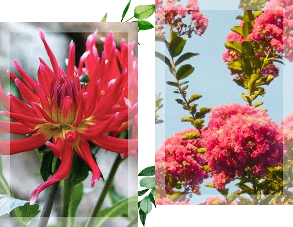 Deux photos représentant une fleur rouge et un bosquet fleuri
