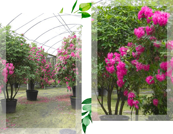 Deux photos représentant des plants de bosquets de fleurs roses sous serre