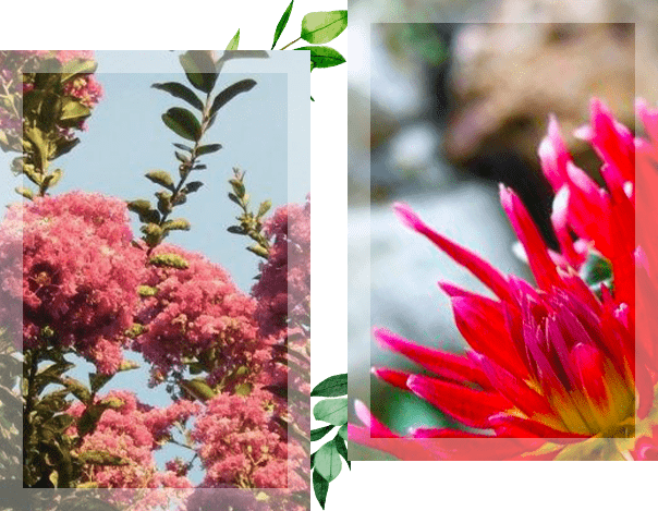 Deux photos représentant un bosquet de fleurs roses et une jolie fleur rouge en gros plan