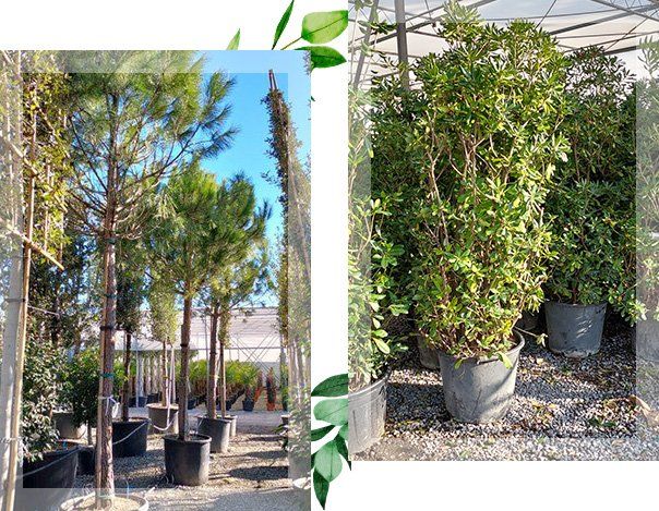 Arbres en pot à la pépinière