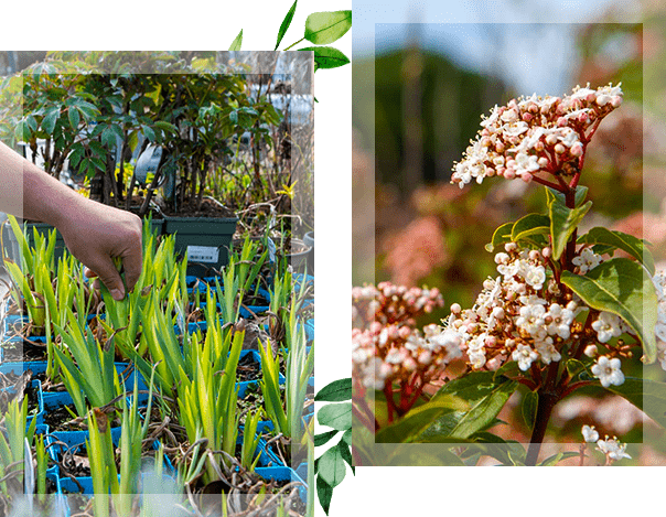 Deux photos représentant des plantes et fleurs