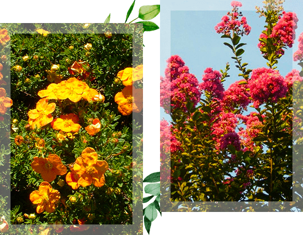 Deux photos représentant des bosquets de fleurs orangées et rosées