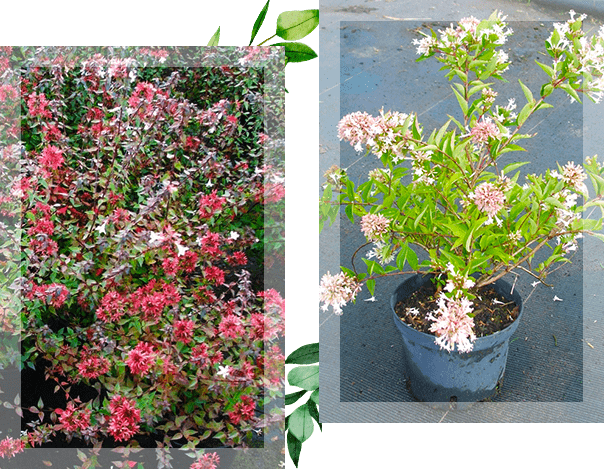 Deux photos représentant des fleurs rouges et rose et blanc