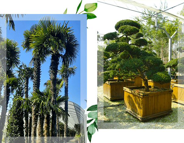 Deux photos représentant des palmiers et des bonsaïs en pot