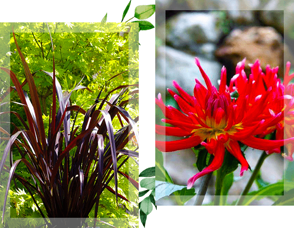 Deux photos représentant des plants originaux et fleurs rouges