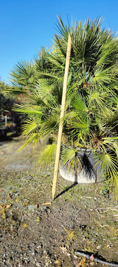 Tuteur en pin classe 4