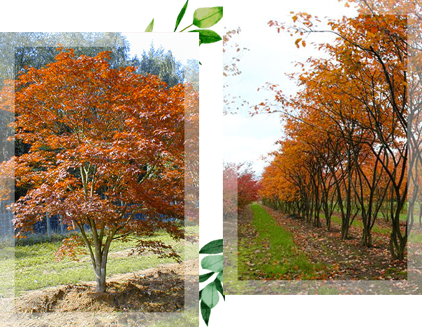 Deux photos représentant un érable et une suite d'érables en automne