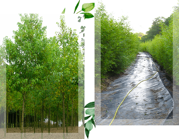 Deux photos représentant des arbres verdoyants