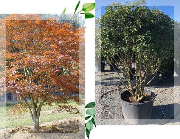 Deux photos représentant un érable et un arbre en pot