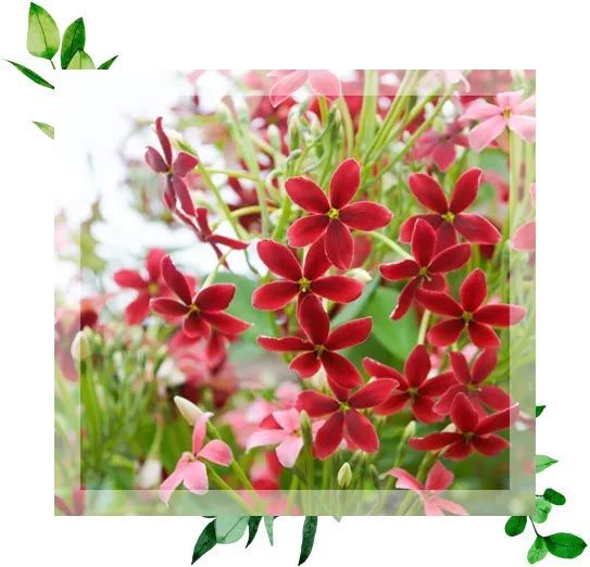 Pétales de fleur rouges