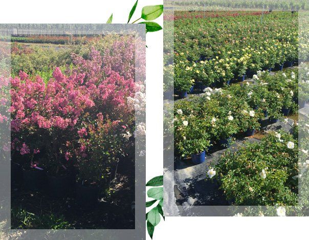 Deux photos représentant des plants de bosquets roses et blancs