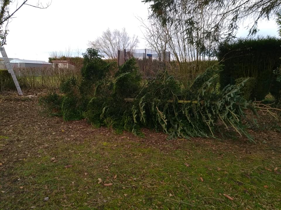 Travaux d'élagage et d'abattage