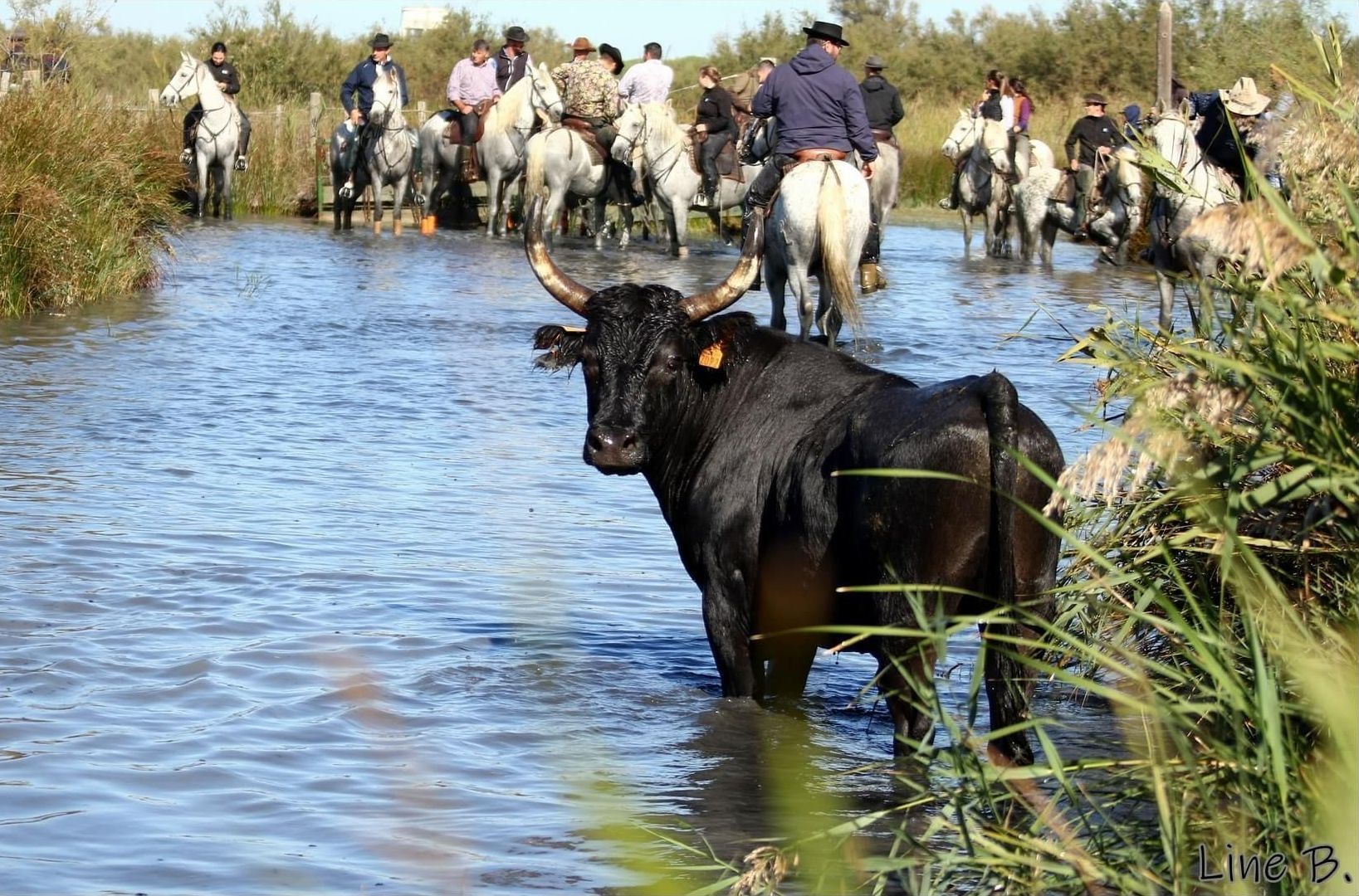 Taureau de Camargue
