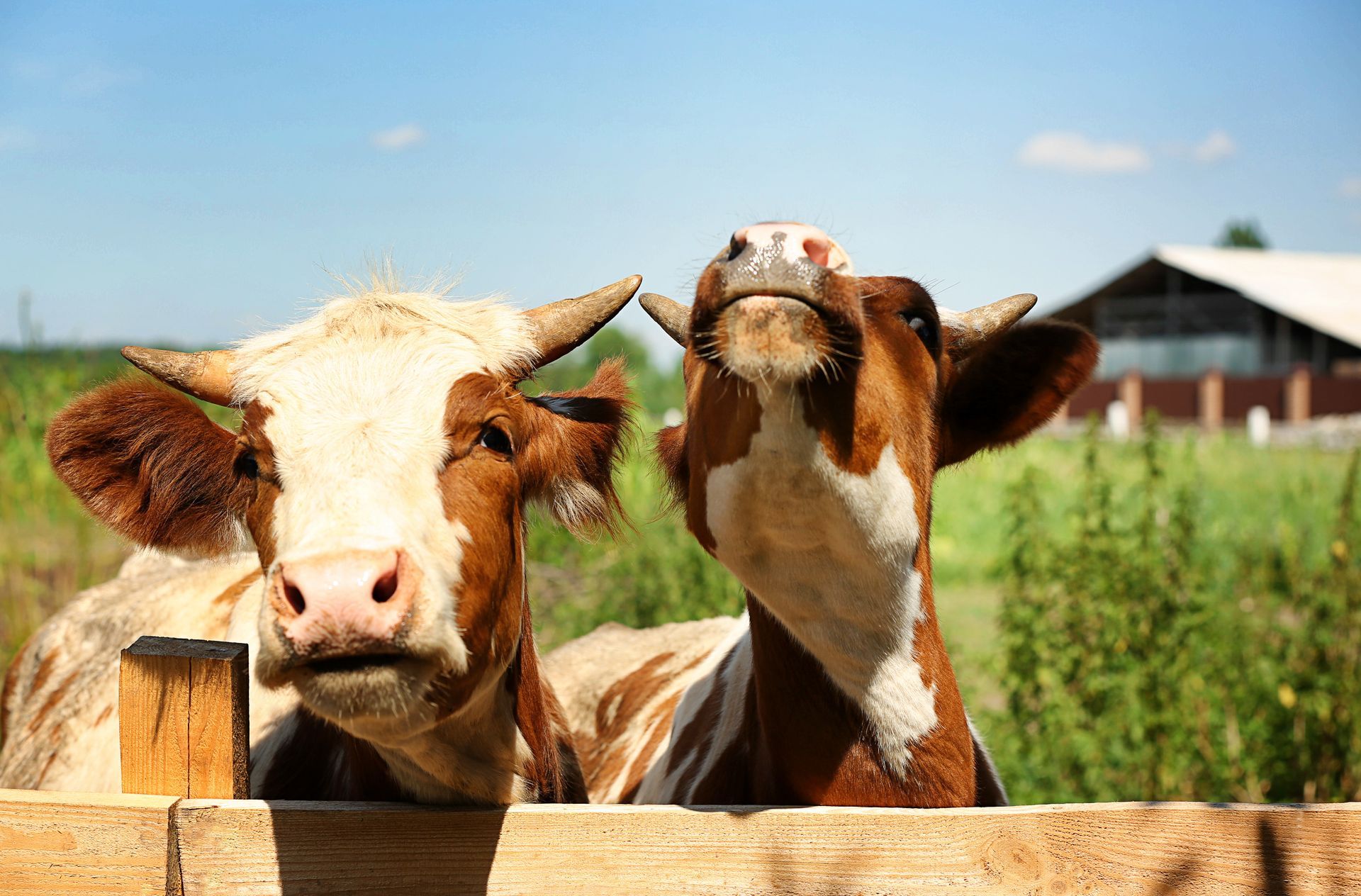 Vaches derrière une clôture pour symboliser la protection du bétail