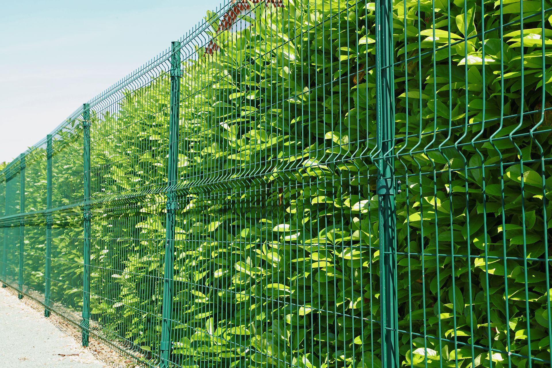 Grillage vert et haie végétale