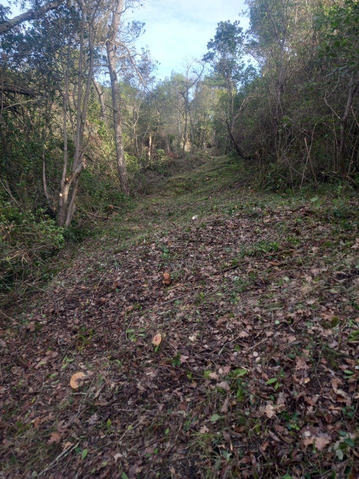 Espace vert débroussaillé