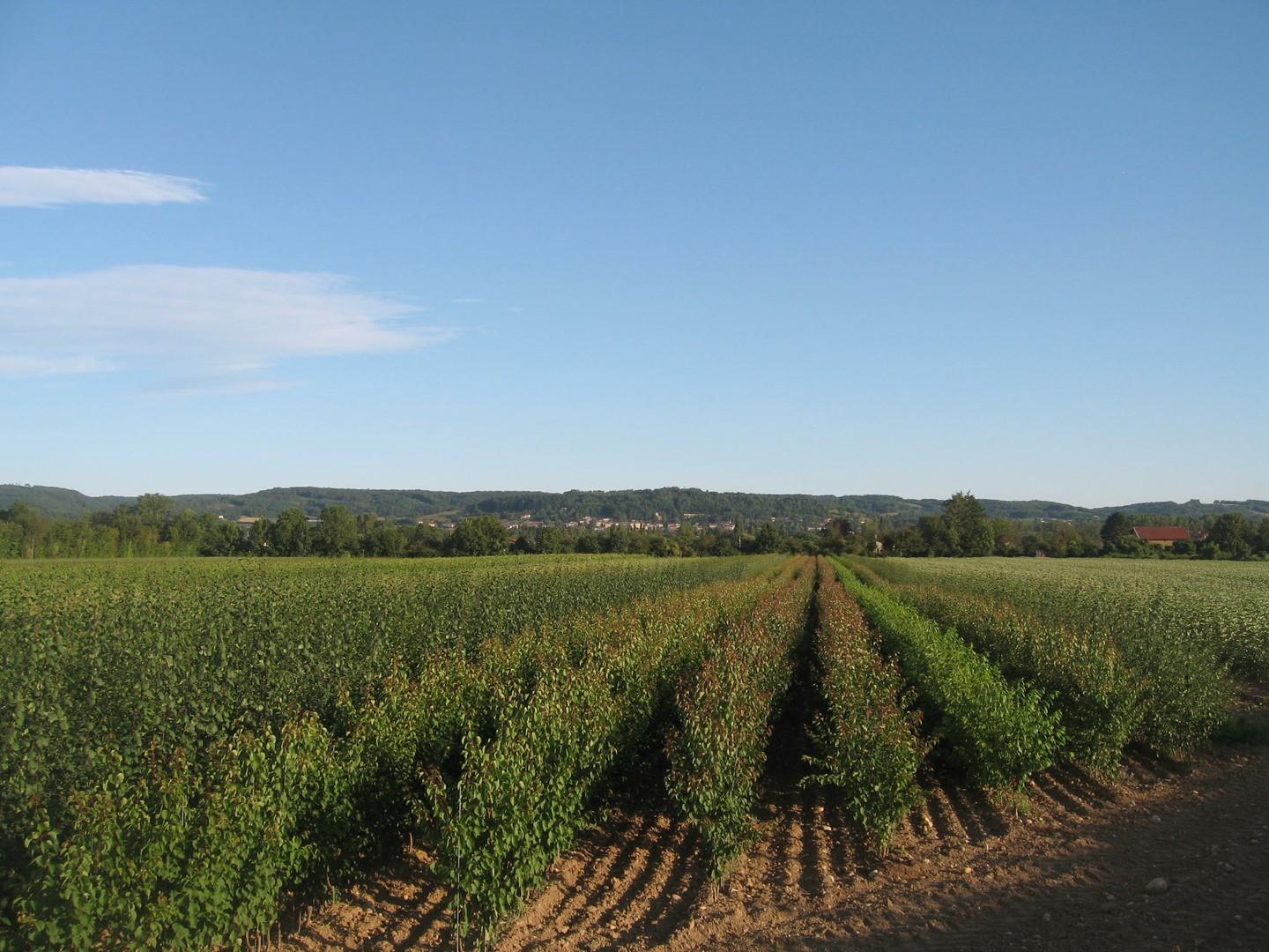 Arbres fruitiers