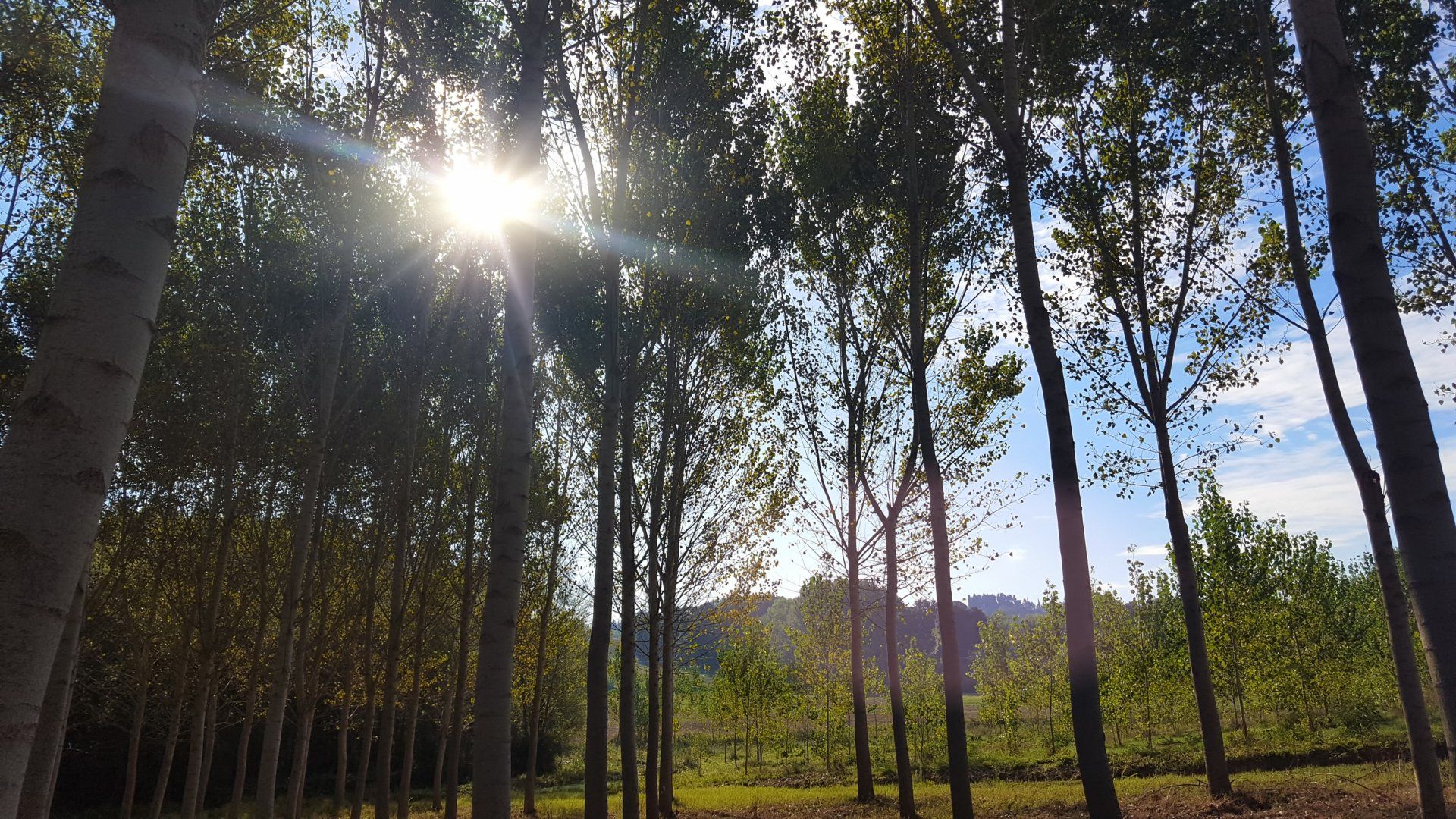 Production de peupliers