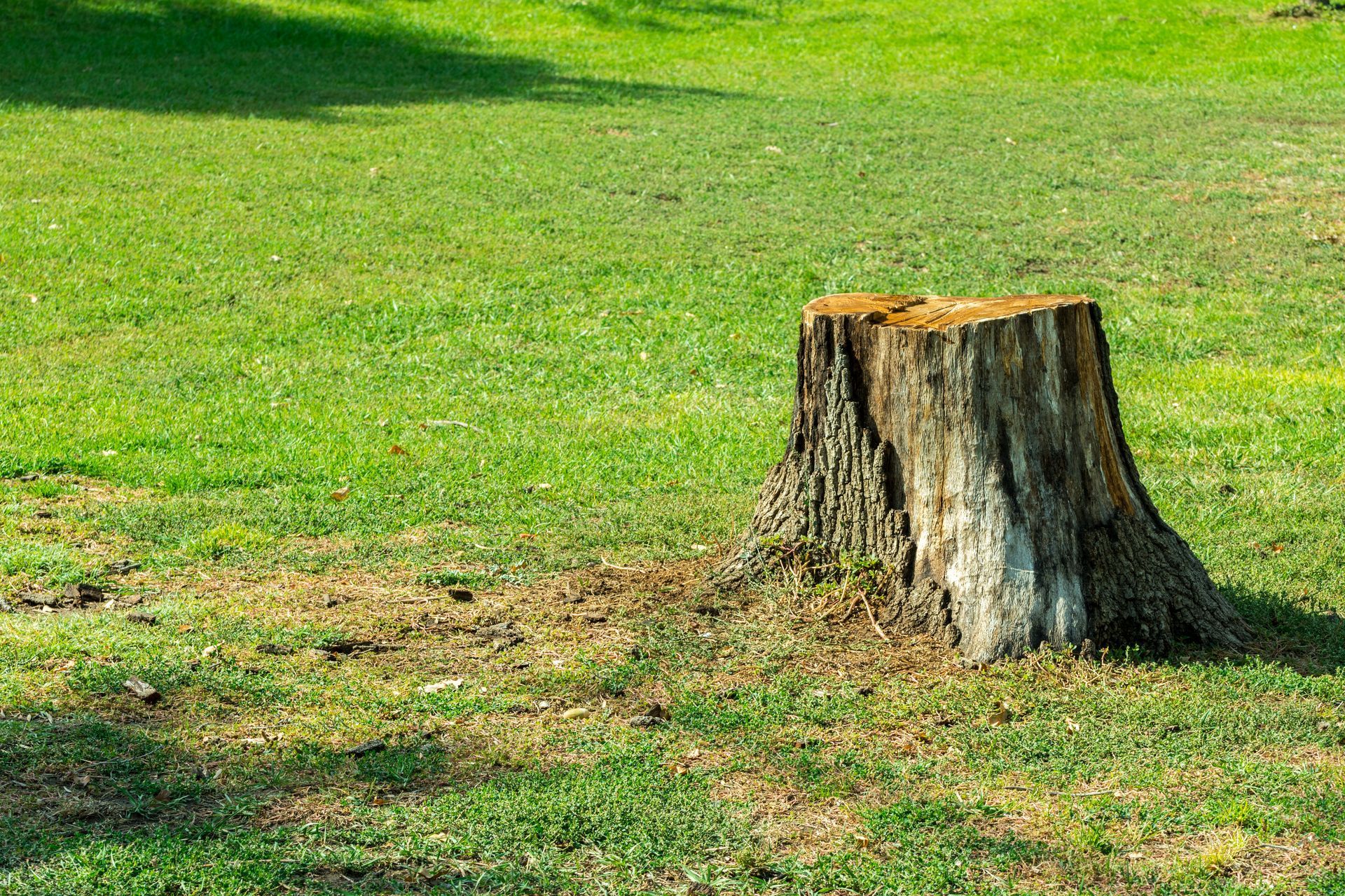 Souche d'arbre abandonnée