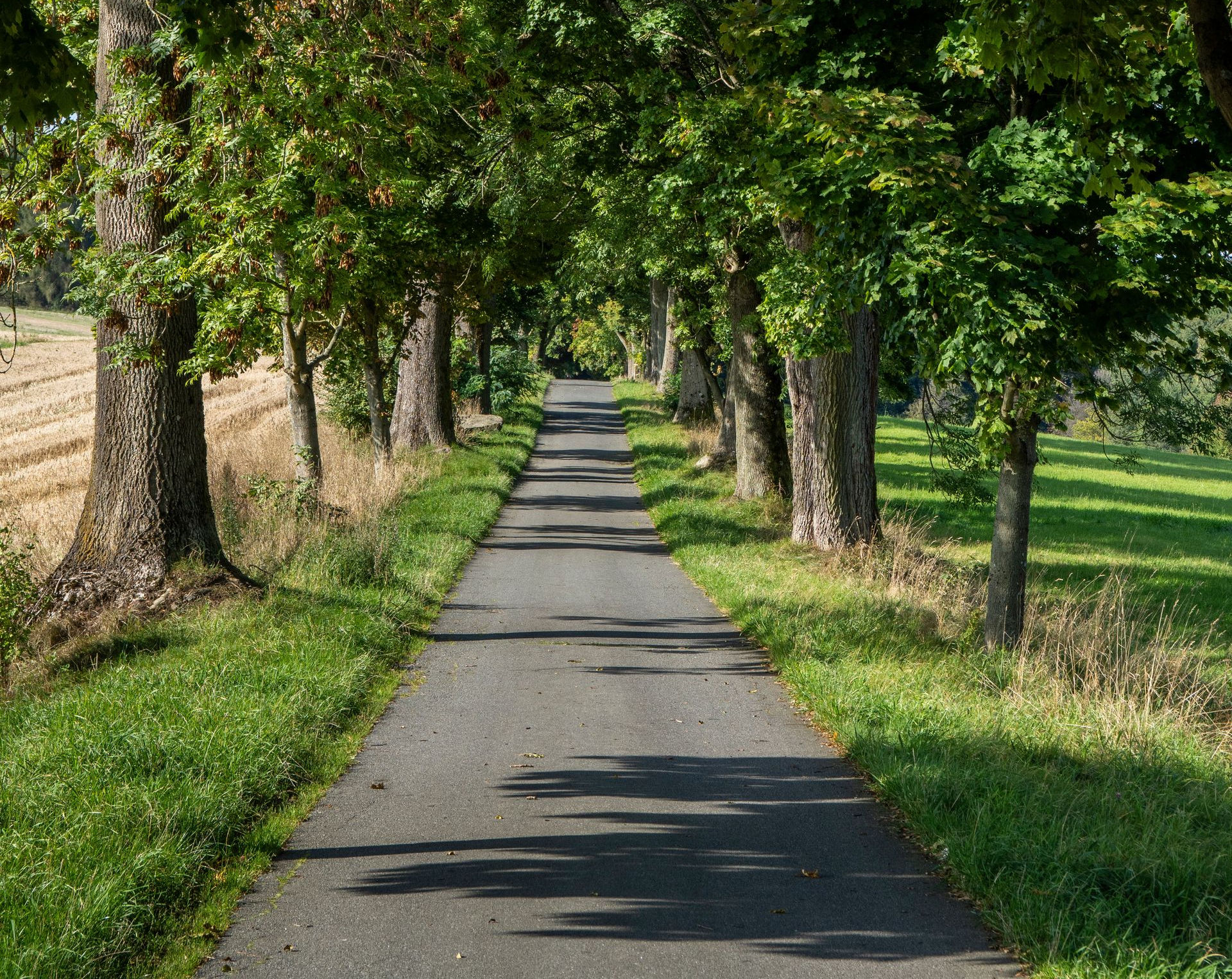 Un chemin en enrobé entouré d'arbres