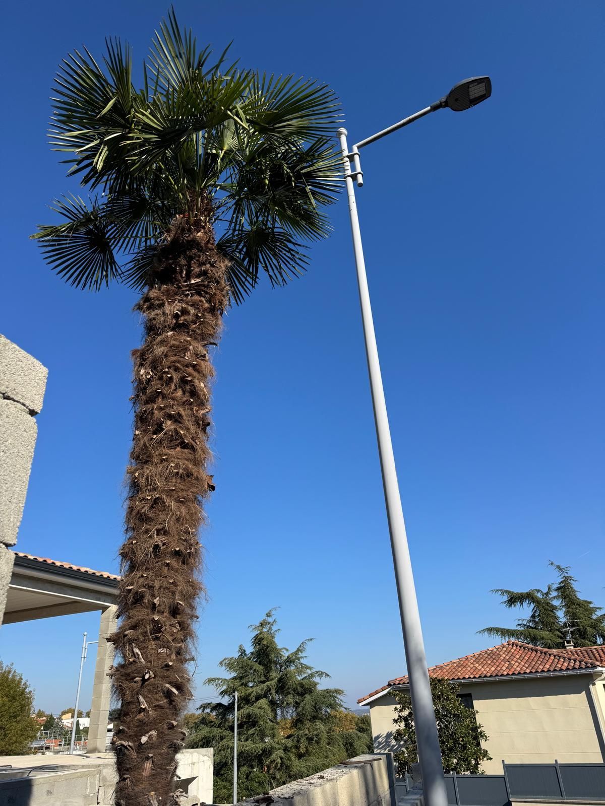 Un grand palmier près d'un lampadaire se détachant sur un ciel bleu clair, à proximité des bâtiments.