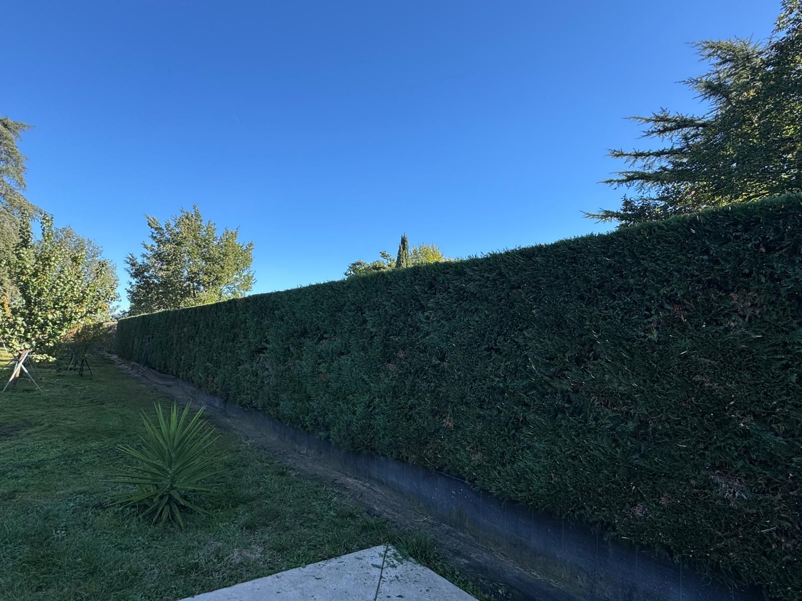 Un étroit chemin de terre longeant une haute haie verte sous un ciel bleu limpide.