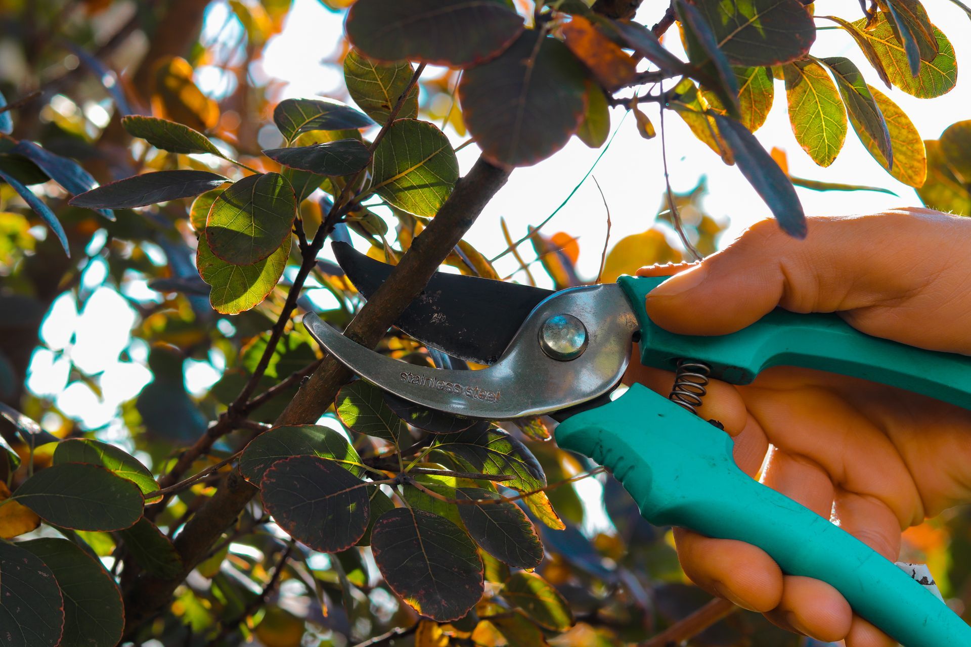 Main utilisant un sécateur turquoise pour tailler les branches d'un arbre fruitier