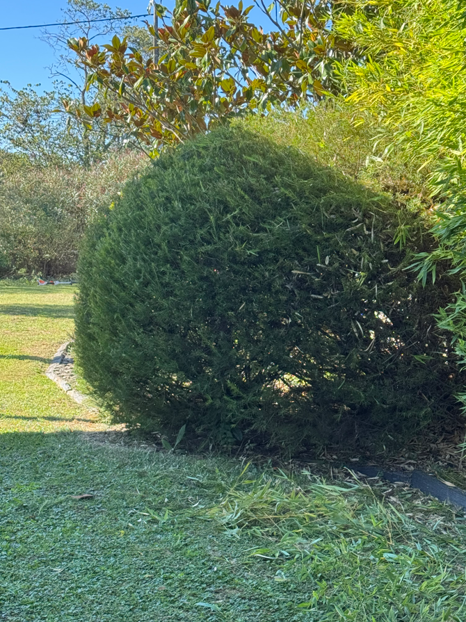 Gros arbuste rond et vert dans une cour ensoleillée avec de l'herbe et des arbres en arrière-plan