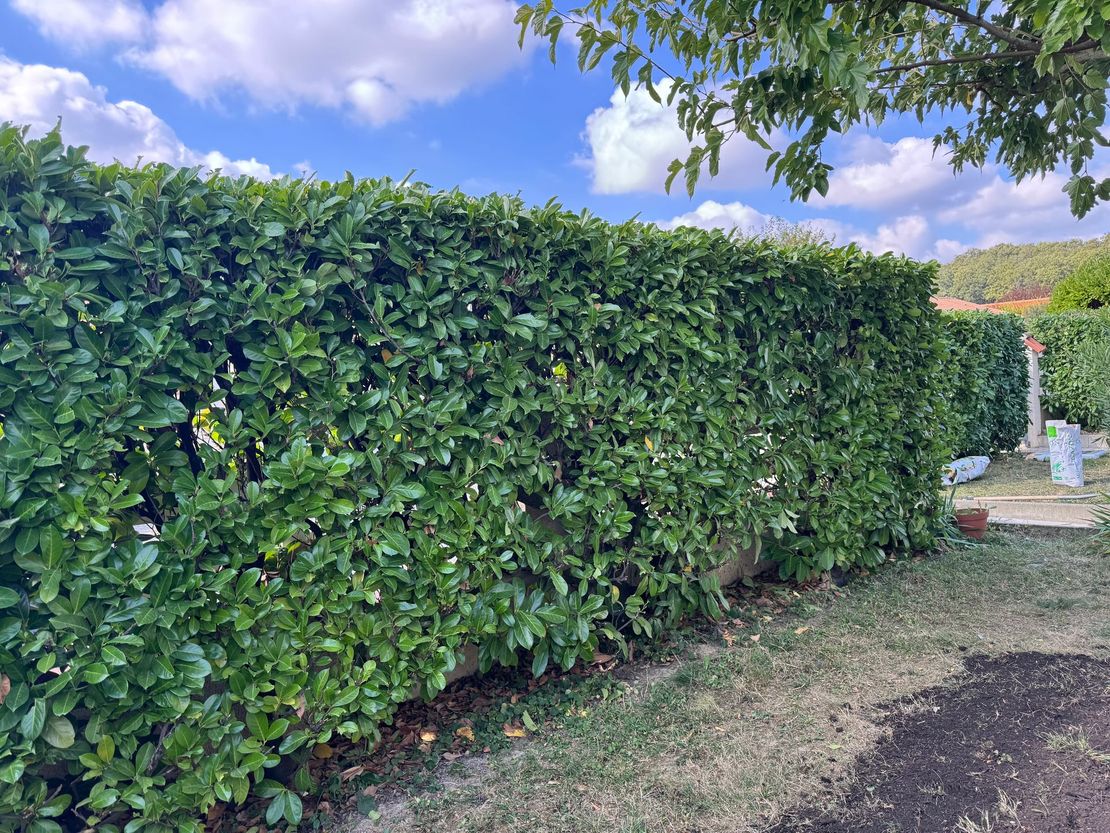Une haie verte soigneusement taillée borde un chemin de terre sous un ciel bleu nuageux.