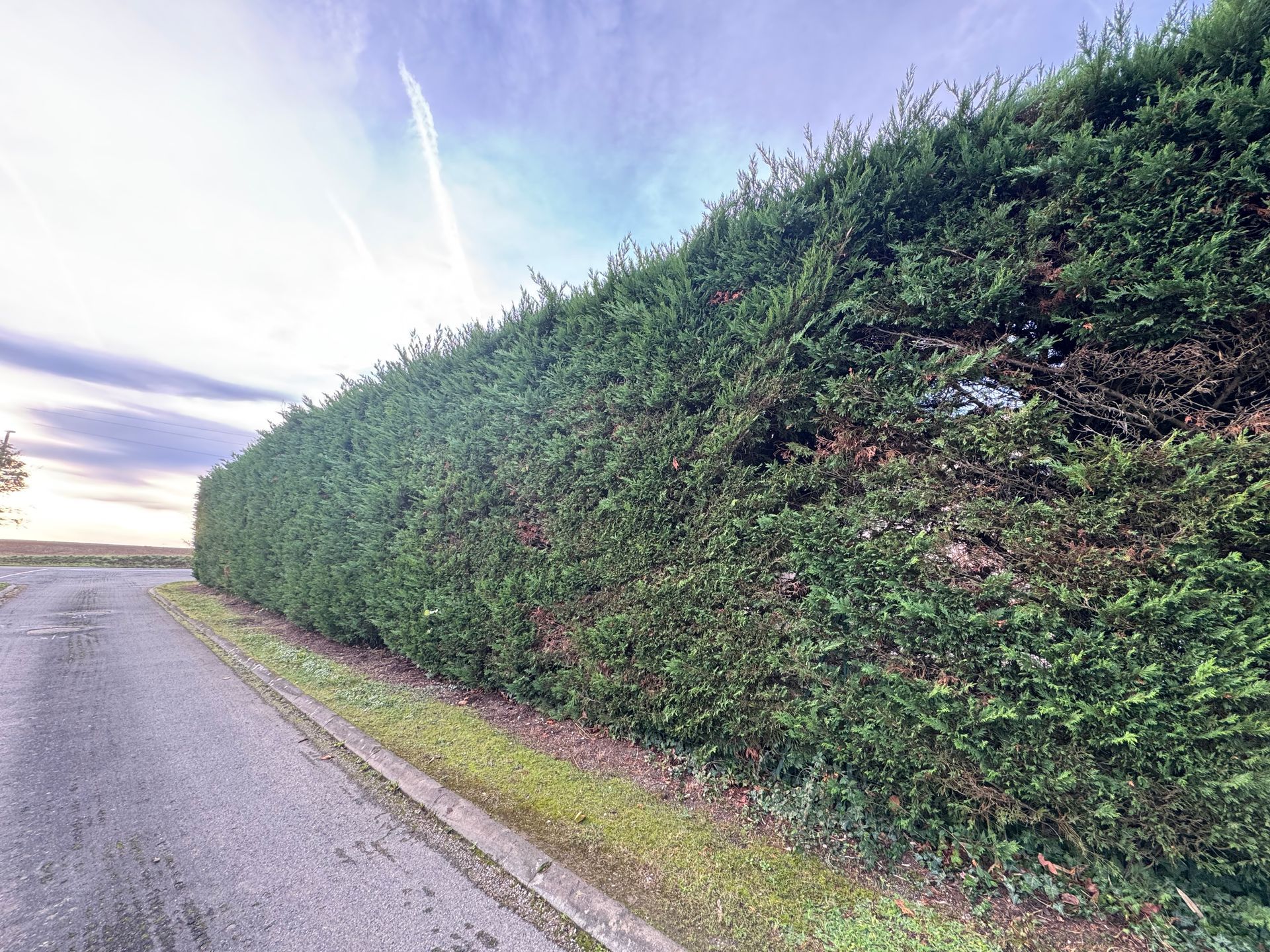 Une haute haie verte borde une route asphaltée sous un ciel radieux, près d'un trottoir.