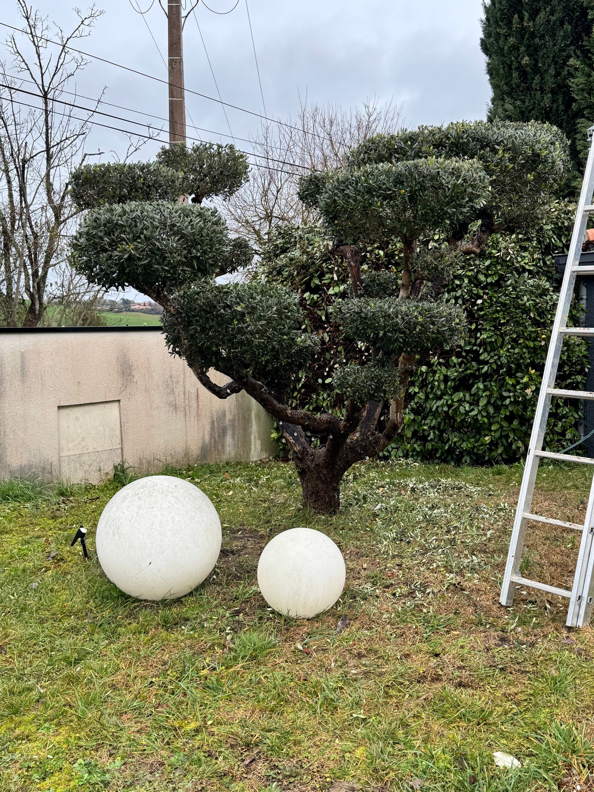 Un arbuste taillé en topiaire dans un jardin, avec deux sphères blanches et une échelle à proximité.