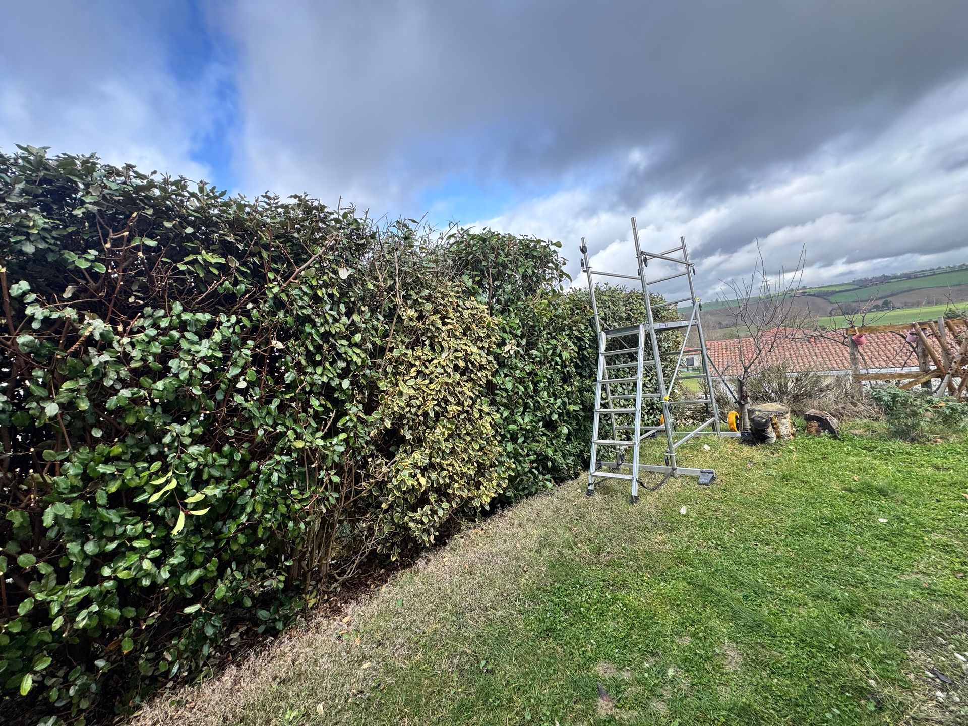 Haie de jardin bordant une cour herbeuse avec une échelle métallique sous un ciel nuageux