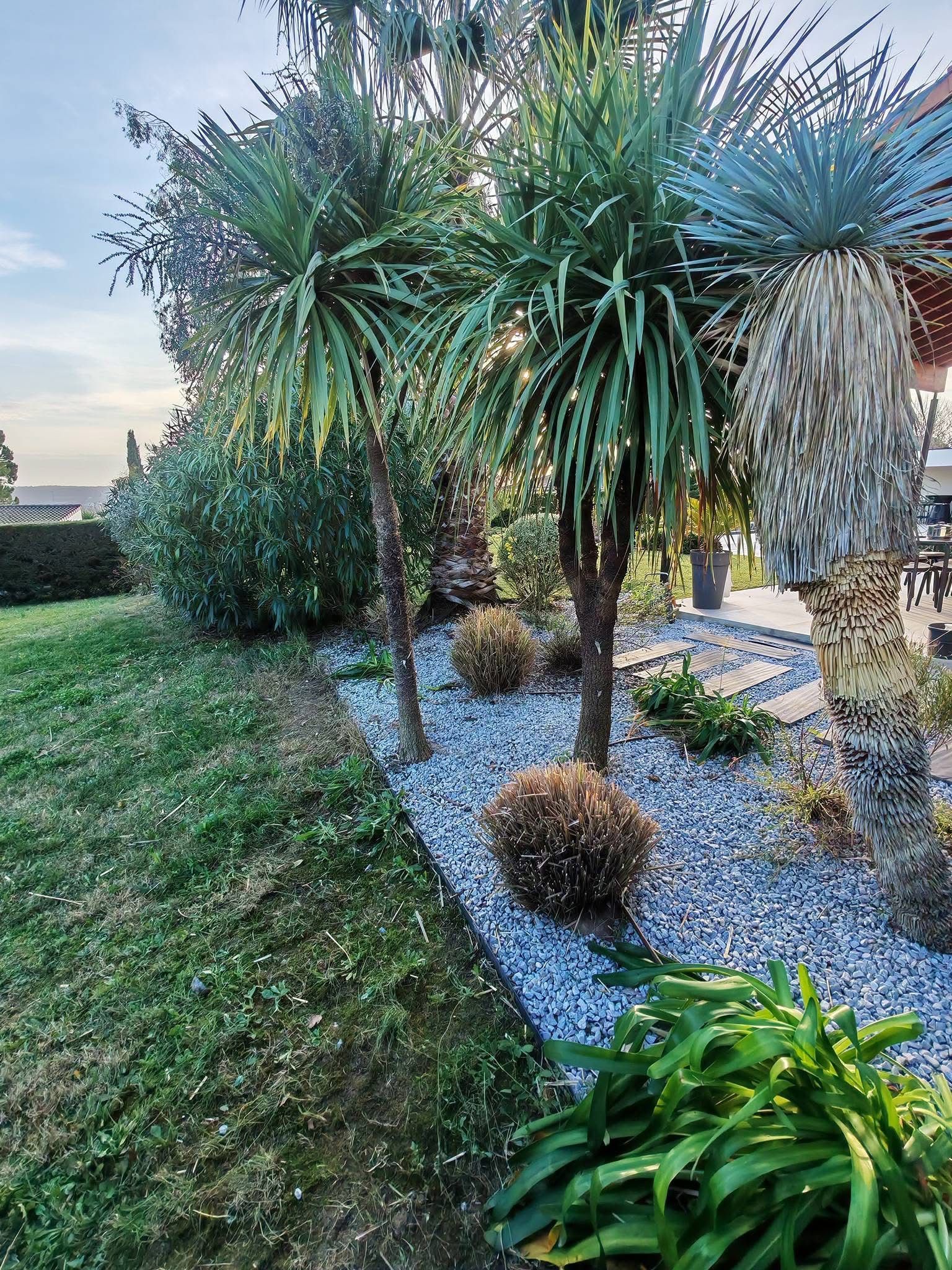 Jardin paysager avec des arbres ressemblant à des yuccas aux formes épineuses, allée de gravier et pelouse tondue dans un jardin résidentiel