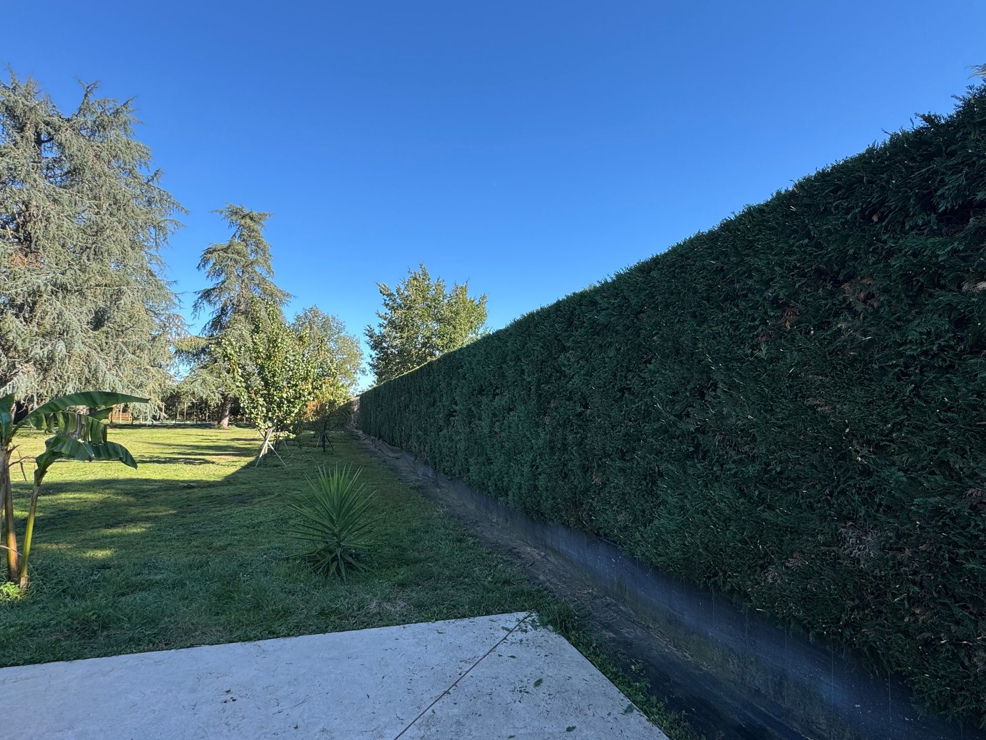 Allée ensoleillée d'un parc, longeant une haute haie et une pelouse sous un ciel bleu.