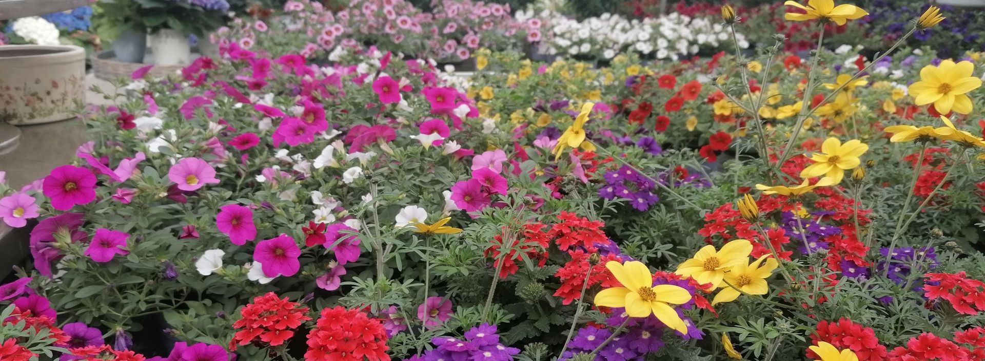 Bunte Blumen in voller Blüte in einem Gartenmarkt, mit gelben, roten, violetten und pinken Blüten.