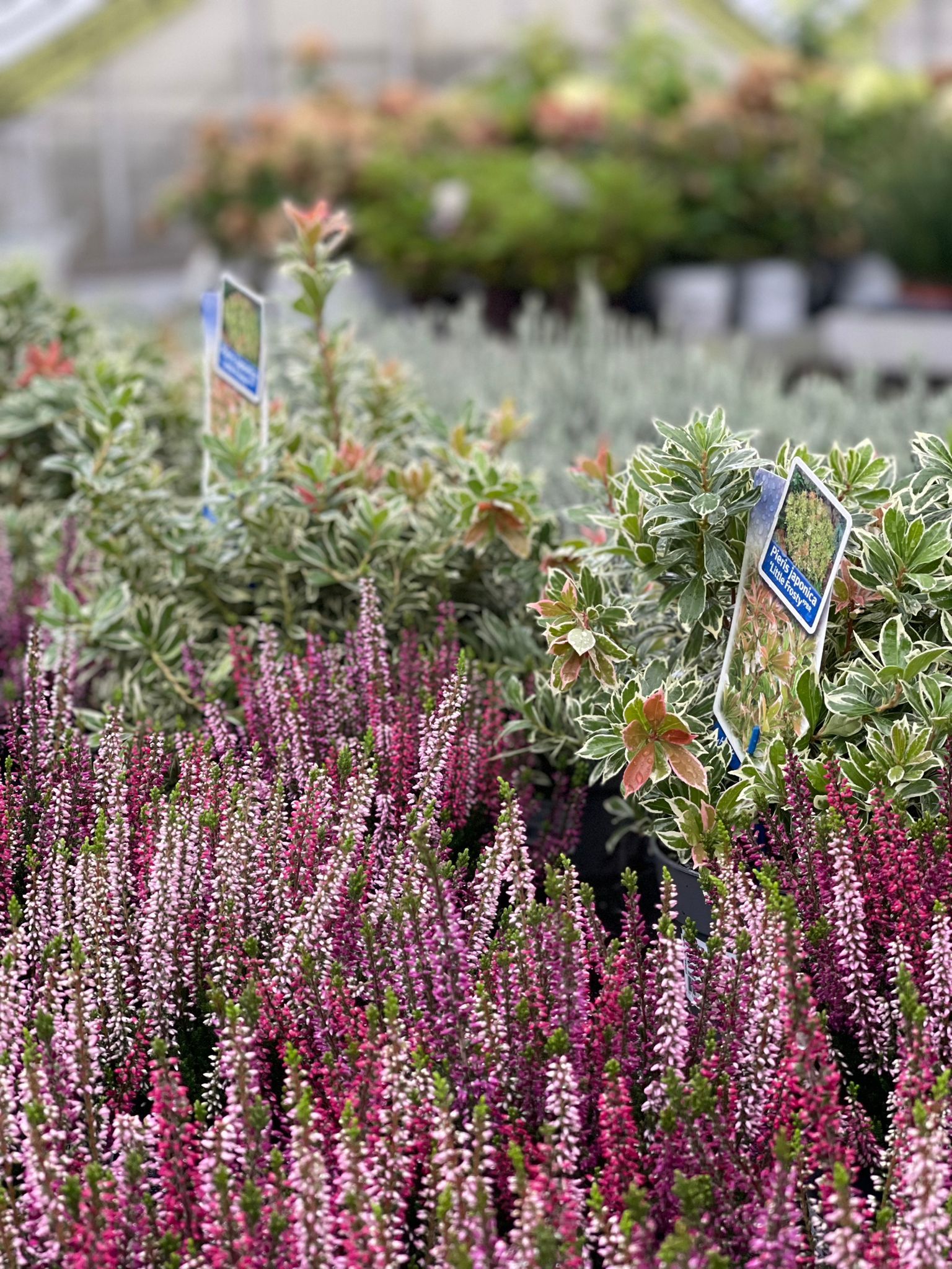 Verschiedene Blumen für den Herbst