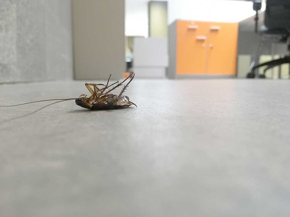 Απολύμανση για Κατσαρίδες