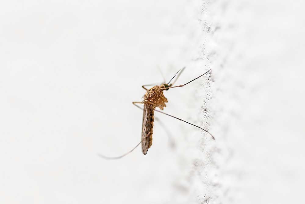 Απολύμανση για Κουνούπια