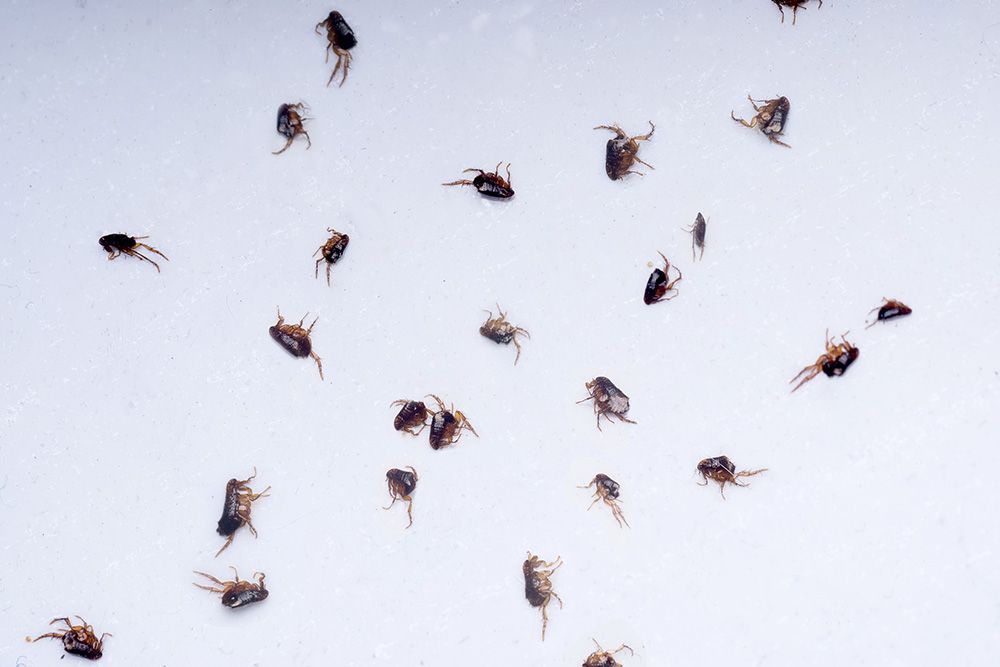 Απολύμανση για Ψύλλους