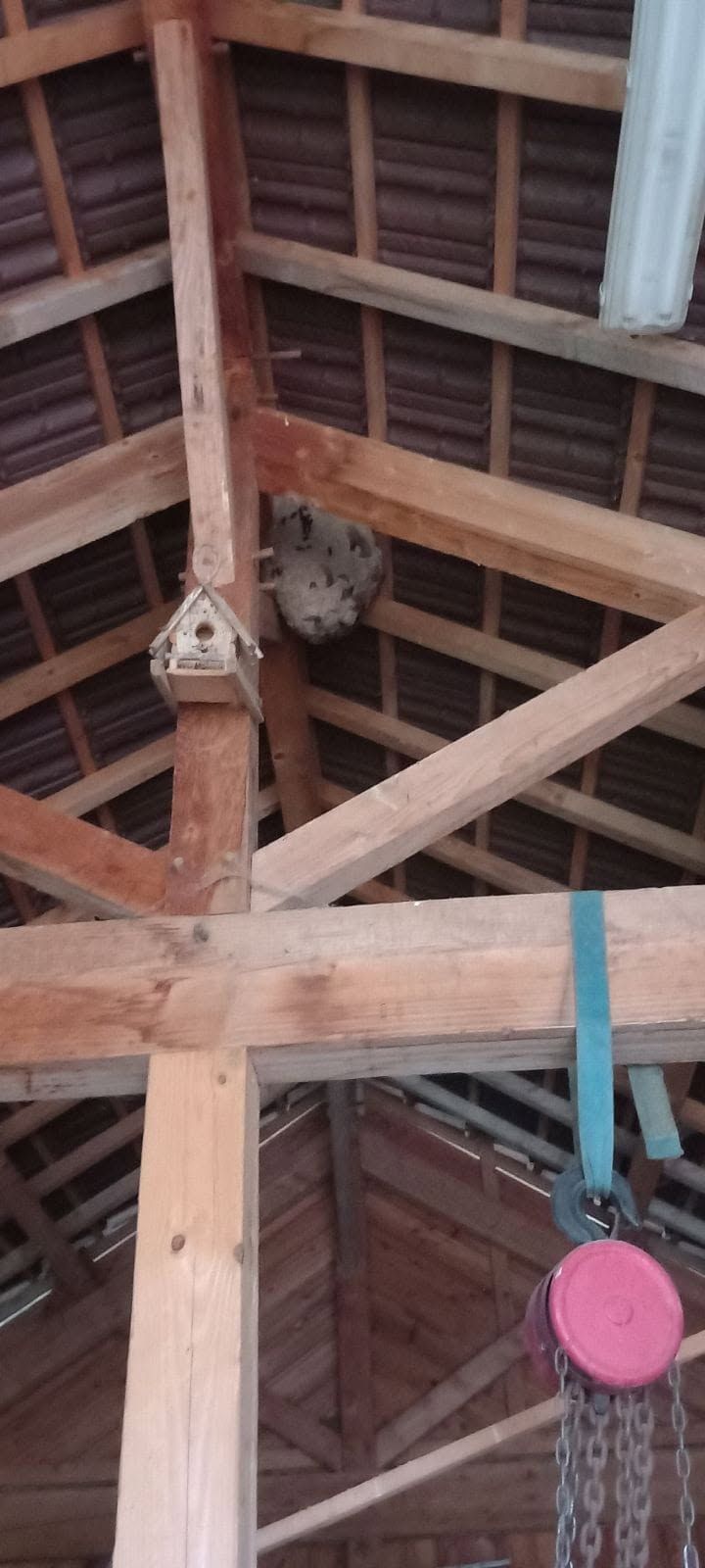 Nid de frelons sous un toit de grange.