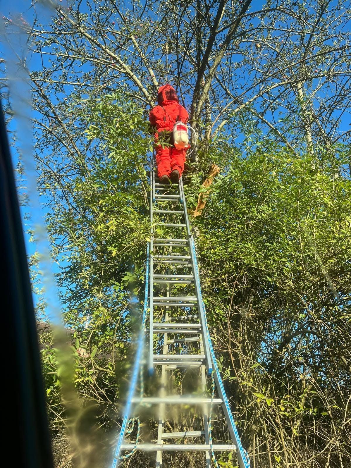 Professionnel en train de pulvériser un produit pour tuer un nid de guêpes.