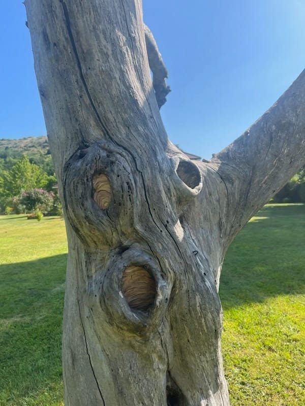 Nid de frelons dans un tronc d'arbre.