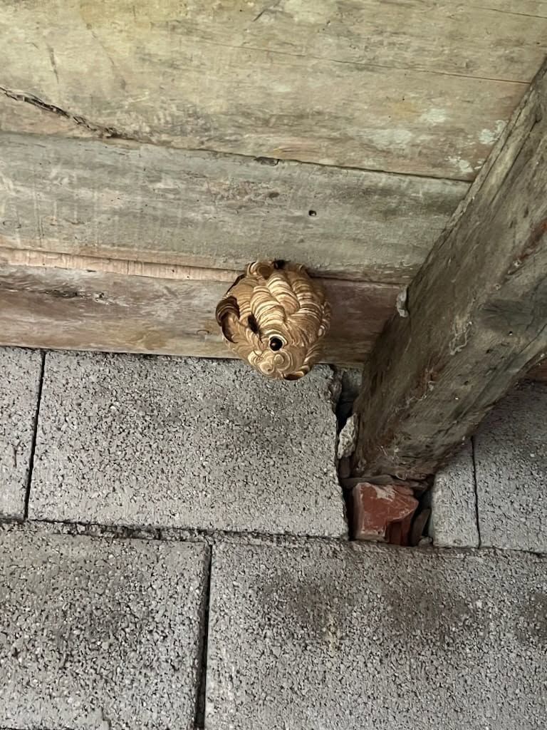 Nid de frelons suspendu sous un toit de grange.
